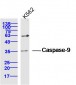 Apoptosis Research Antibody Assembly kit